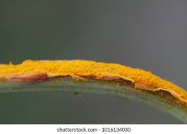 Attēlu rezultāti vaicājumam “Triphragmium ulmariae”