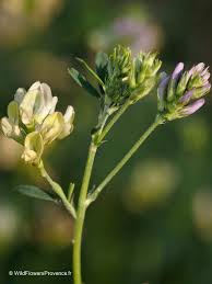 Attēlu rezultāti vaicājumam “Medicago sativa subsp. sativa”