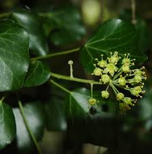 Attēlu rezultāti vaicājumam “Hedera helix  flower”