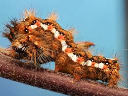 Attēlu rezultāti vaicājumam “Acronicta rumicis”