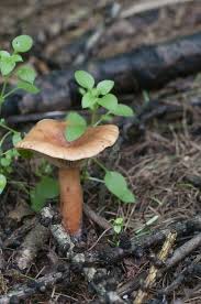 Attēlu rezultāti vaicājumam “Lactarius necator”