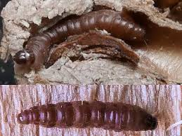 Attēlu rezultāti vaicājumam “Oecophoridae”