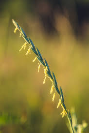 Attēlu rezultāti vaicājumam “Elytrigia repens”
