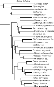 Attēlu rezultāti vaicājumam “Muridae”