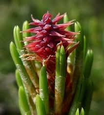 Attēlu rezultāti vaicājumam “Pinus sylvestris female flower”
