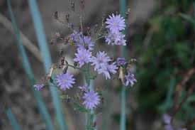 Attēlu rezultāti vaicājumam “Lactuca tatarica bud”
