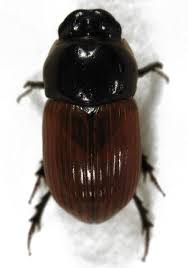 Attēlu rezultāti vaicājumam “Aphodius sp.”