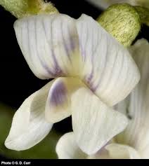 Attēlu rezultāti vaicājumam “Astragalus arenarius flower”