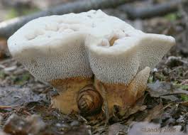 Attēlu rezultāti vaicājumam “Hydnellum aurantiacum”