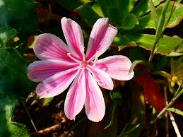 Image result for Bitterwurz