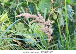 Attēlu rezultāti vaicājumam “Calamagrostis epigeios”