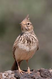 Attēlu rezultāti vaicājumam “Galerida cristata”