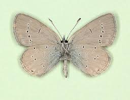 Attēlu rezultāti vaicājumam “Cupido minimus female”