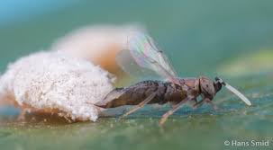 Attēlu rezultāti vaicājumam “Aphodius sp. imago”