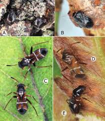 Attēlu rezultāti vaicājumam “Miridae”