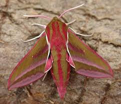 Attēlu rezultāti vaicājumam “Deilephila elpenor imago”