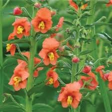 Image result for Alonsoa liniflora