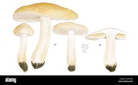 Attēlu rezultāti vaicājumam “Tricholoma album”