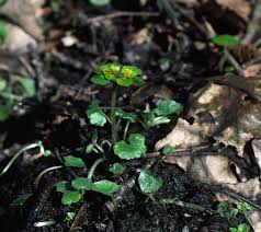 Attēlu rezultāti vaicājumam “Chrysosplenium alternifolium leaf”