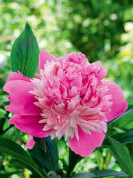 Image result for Pfingstrose