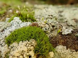 Attēlu rezultāti vaicājumam “| Dicranum”