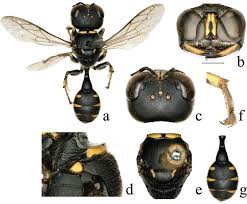 Attēlu rezultāti vaicājumam “Crabronidae”