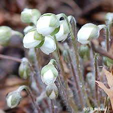 Attēlu rezultāti vaicājumam “Hepatica nobilis bud”