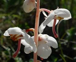 Attēlu rezultāti vaicājumam “Pyrola rotundifolia flower”