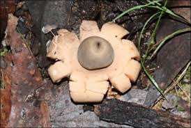Attēlu rezultāti vaicājumam “Geastrum”