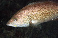 Image result for Mycteroperca interstitialis