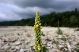 Attēlu rezultāti vaicājumam “Verbascum thapsus bud”
