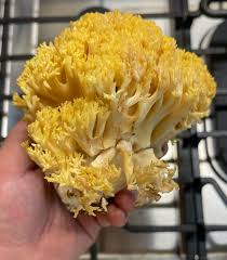 Attēlu rezultāti vaicājumam “Ramaria flava”