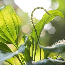 Attēlu rezultāti vaicājumam “Plantago major leaf”