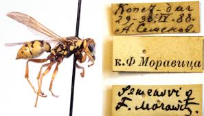 Attēlu rezultāti vaicājumam “Polistes”