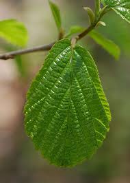 Attēlu rezultāti vaicājumam “Hamamelis vernalis leaf”