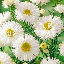 Image result for Aster novi-belgii