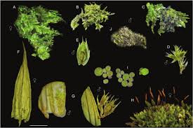 Attēlu rezultāti vaicājumam “Homalothecium sericeum”