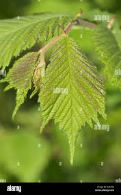 Attēlu rezultāti vaicājumam “Corylus avellana leaf”