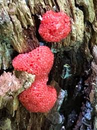 Attēlu rezultāti vaicājumam “Lycogala cf. fossiculatum young”