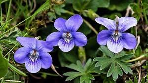 Attēlu rezultāti vaicājumam “Viola riviniana”
