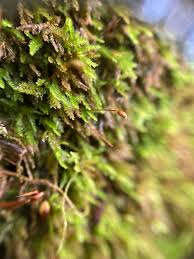 Attēlu rezultāti vaicājumam “Eurhynchiastrum pulchellum”