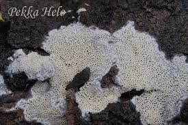 Attēlu rezultāti vaicājumam “Ceriporiopsis aneirina”