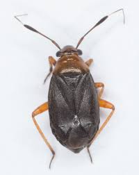Attēlu rezultāti vaicājumam “Capsus ater imago”