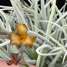 Image result for tillandsia umbellata