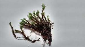 Attēlu rezultāti vaicājumam “Bryoerythrophyllum recurvirostrum sporophyte”