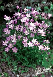 Image result for Centaurium erythraea