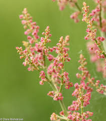 Attēlu rezultāti vaicājumam “Rumex thyrsiflorus”