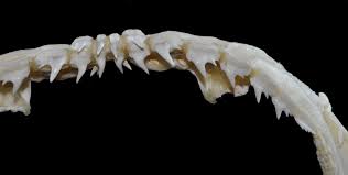 Image result for Notorynchus cepedianus