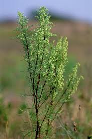 Image result for Artemisia caudata