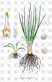 Attēlu rezultāti vaicājumam “Isoetes lacustris”